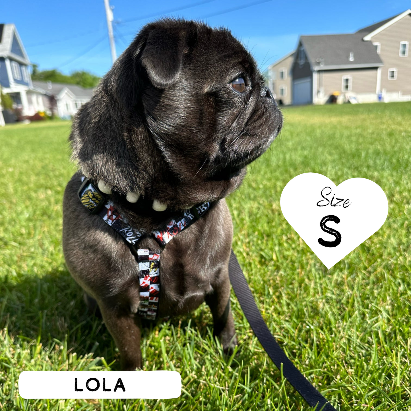 Dog Strap Harness - Bone Jovie