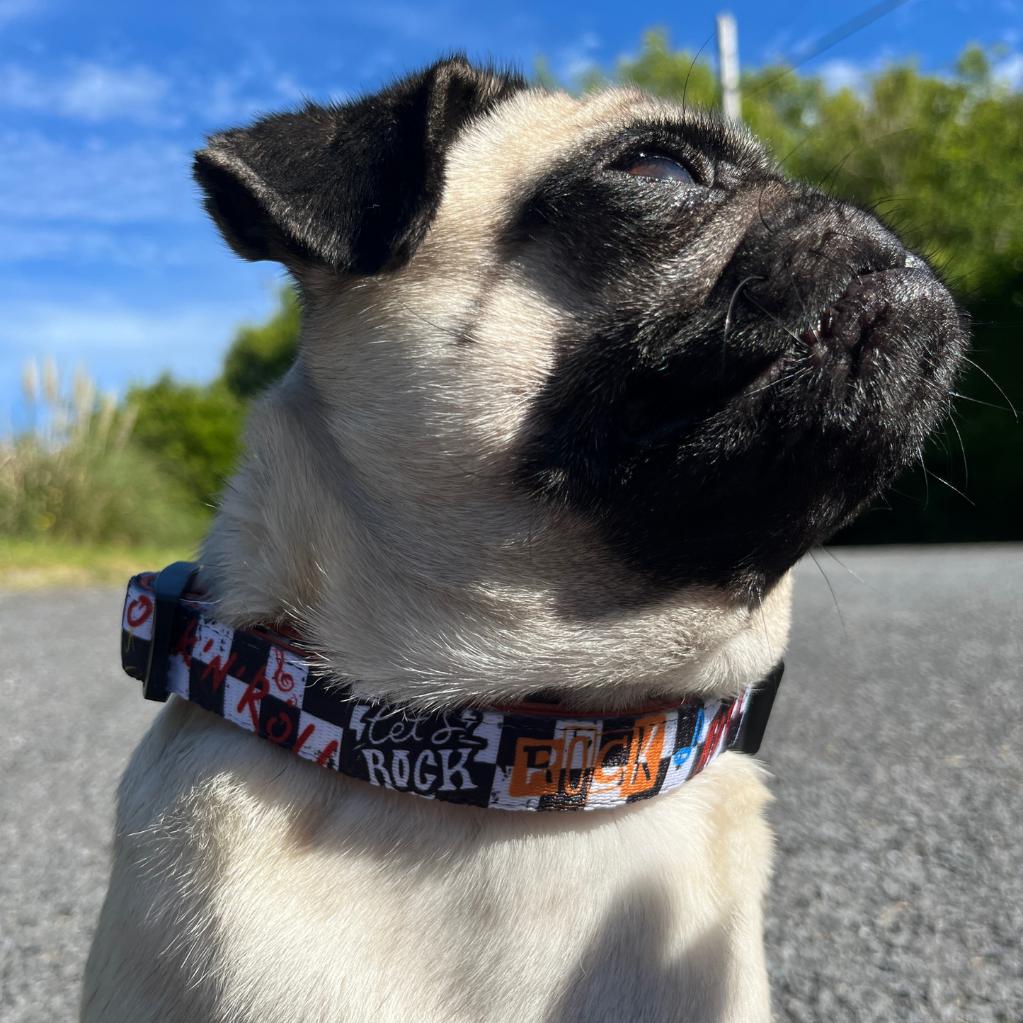 Dog Collar - Bone Jovie