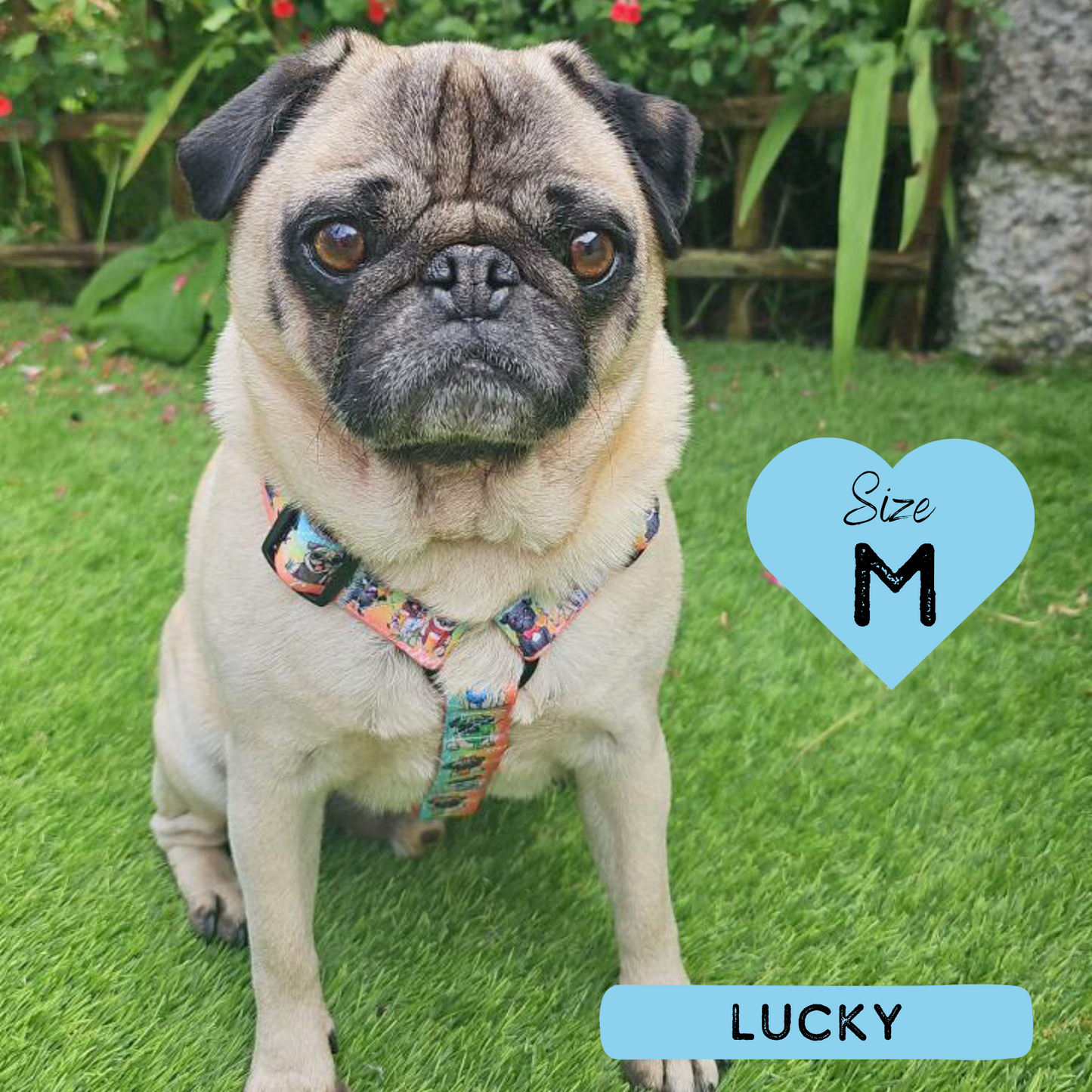 Dog Strap Harness - Oh My Pug!