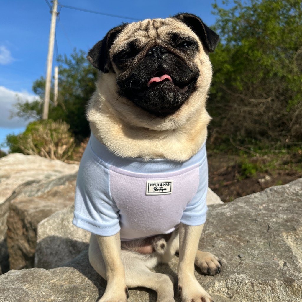 Small pug wearing a white T-shirt with baby blue raglan sleeves, shown in a wide-fit size ideal for stockier breeds. Tailored for comfort across the chest and shoulders.