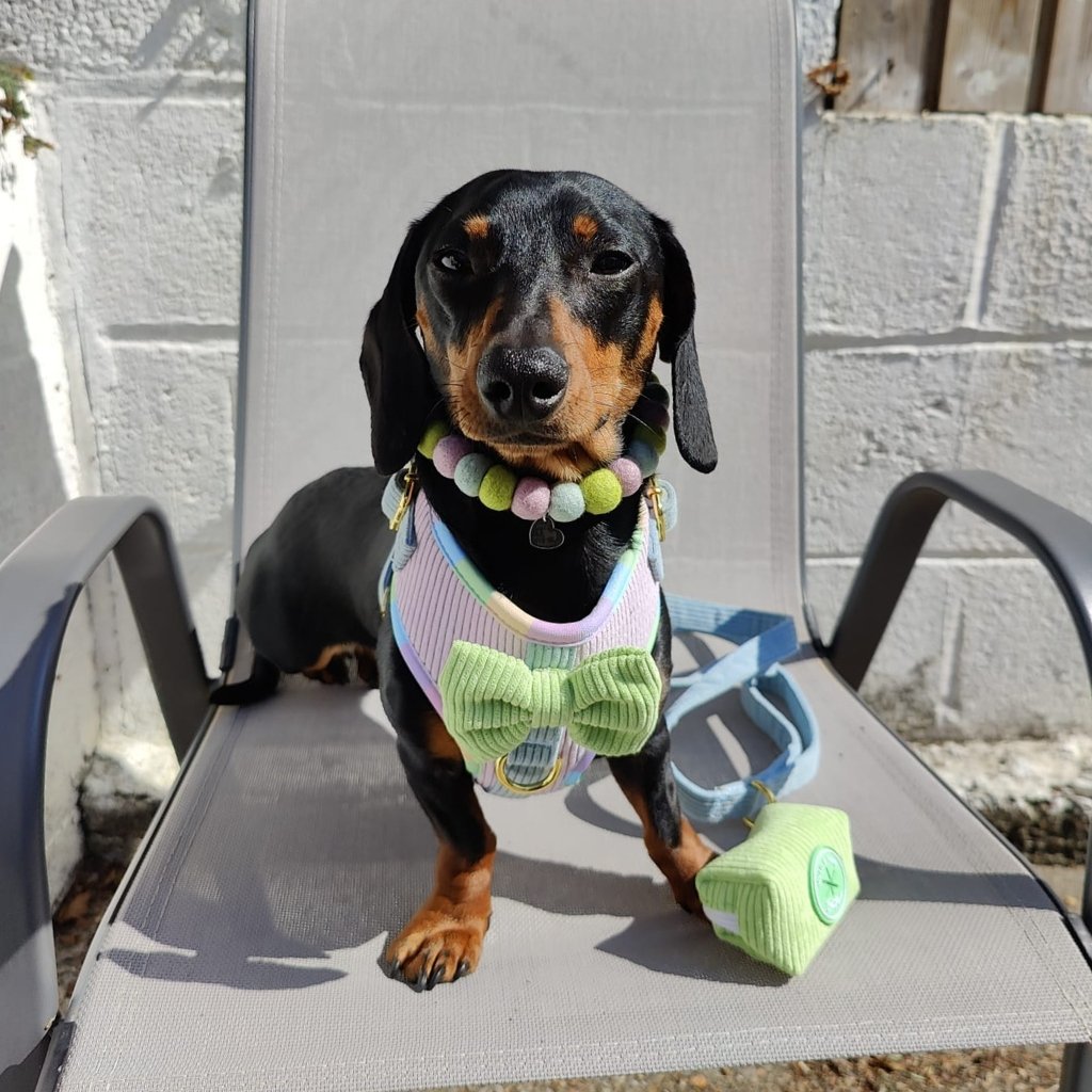 Dachshund modelling our Cotton Candy Corduroy adjustable harness in size XS and matching pom pom necklace.