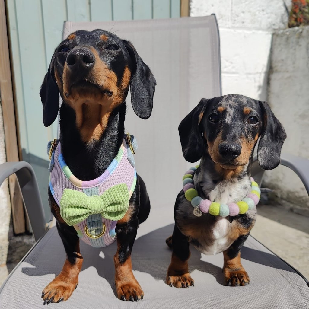 Two sausage dogs modelling our Cotton Candy Corduroy adjustable harness in size XS and matching pom pom necklace.