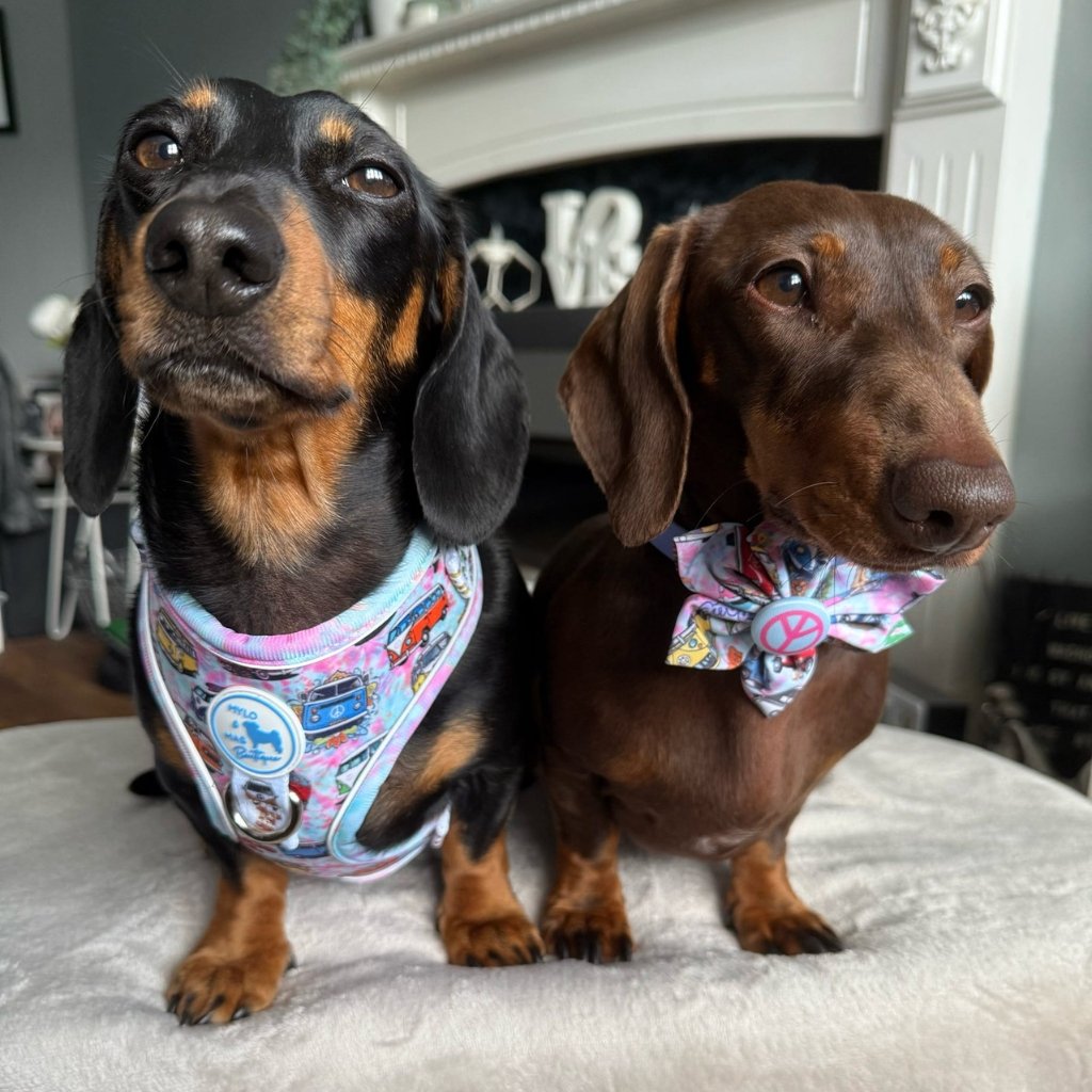 Dog Adjustable Harness - Hippie Van Life