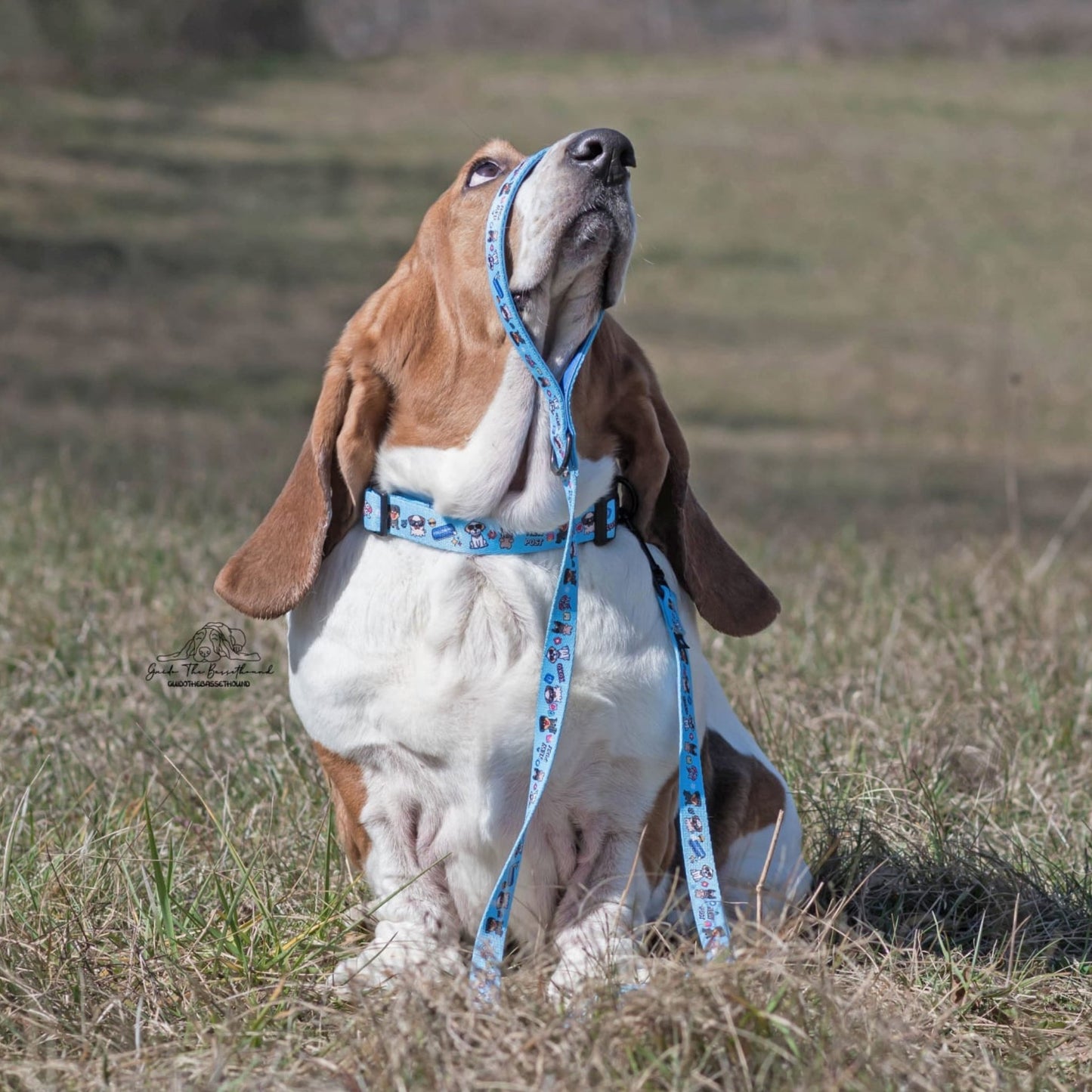 Basset Hound with our Social Media Star leash around his snoot.