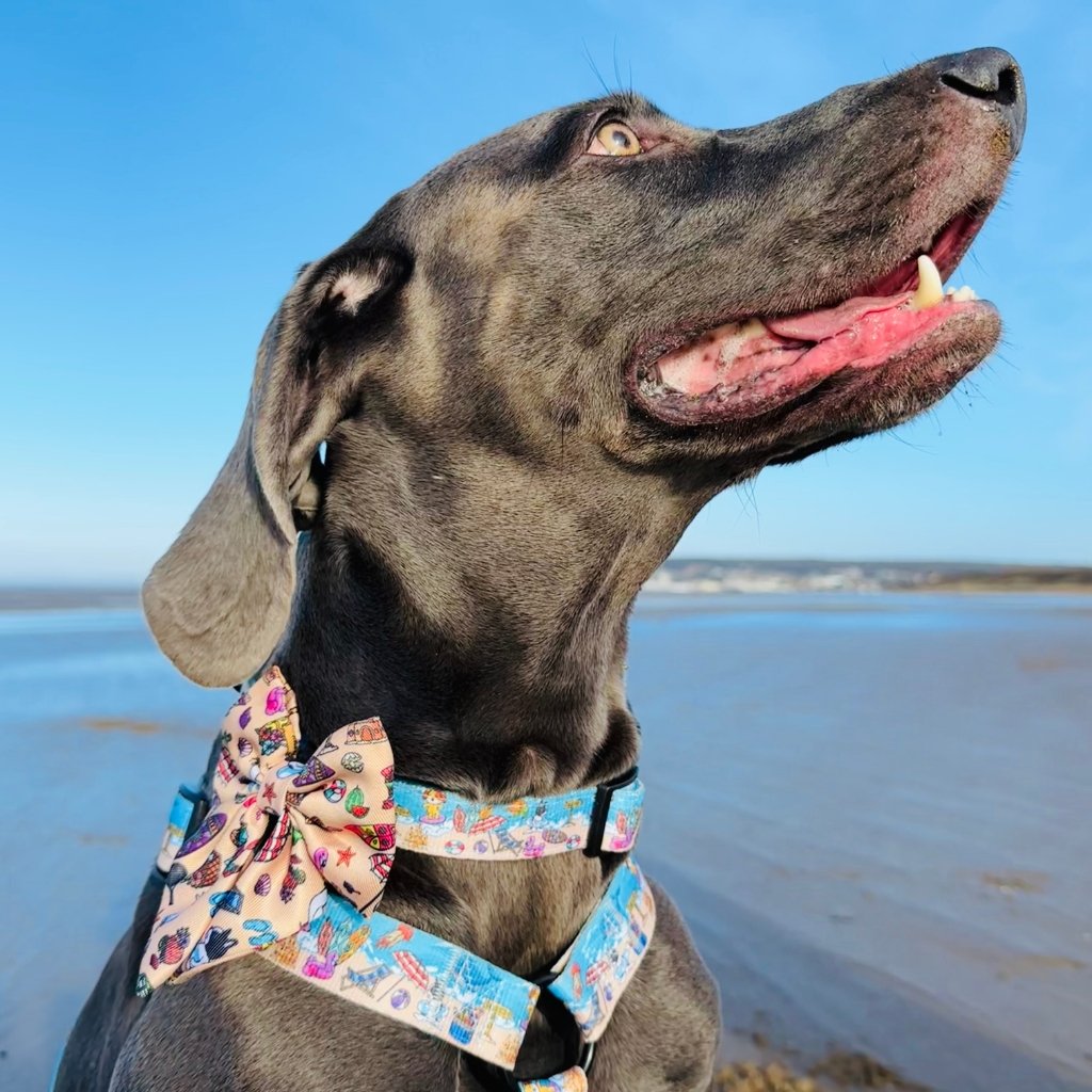 Large dog modelling beach themed dog bow and collar size L on the beach.