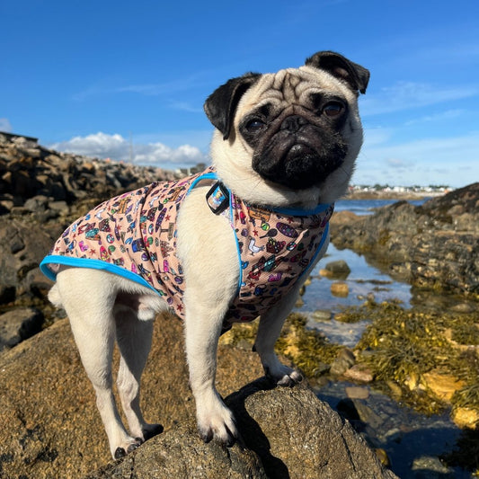 Beach themed cooling vest size XL on a pug.
