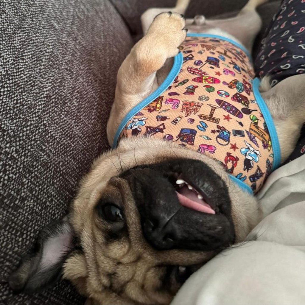Beach themed cooling vest on a pug.