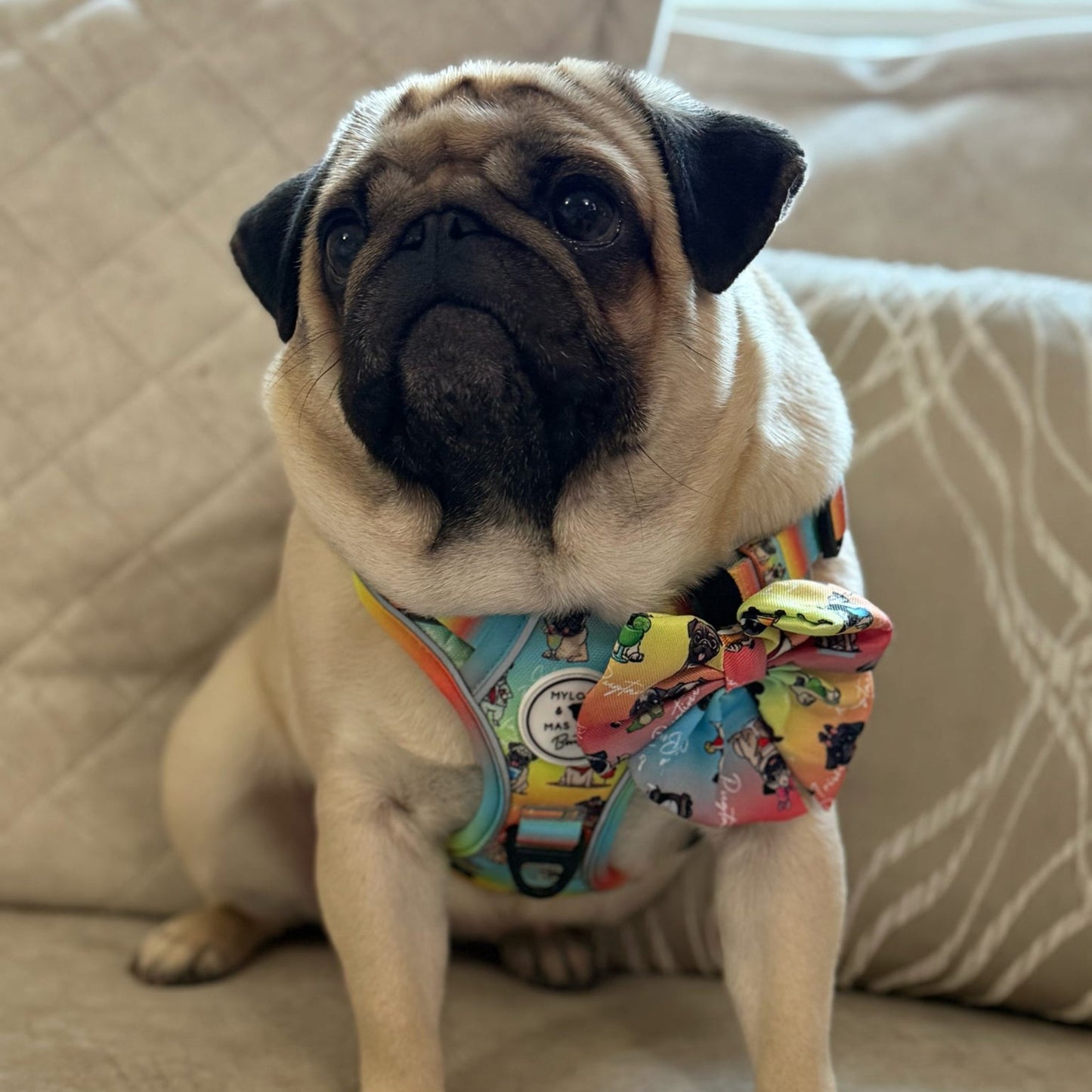 Pug dog sitting on the sofa in our Oh My Pug harness and matching bow with pugs on it.