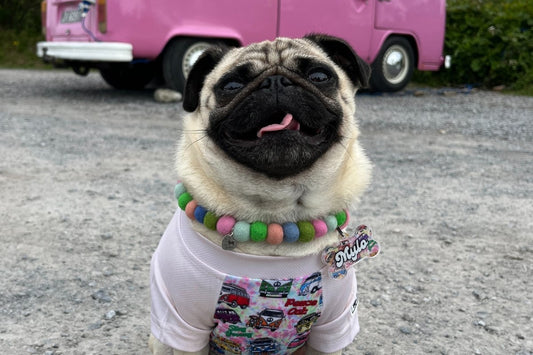 How to Keep Your Pup Cool in Hot Weather