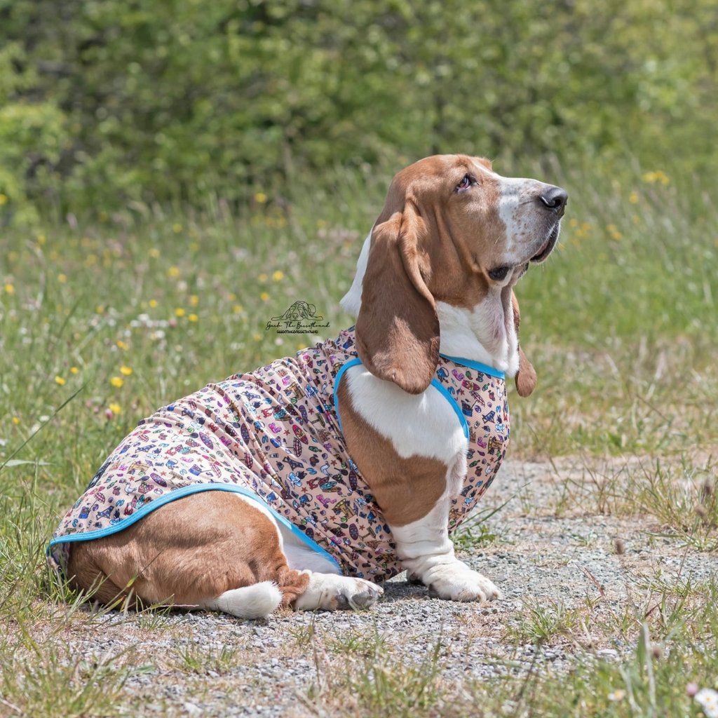 Basset Hound dog wearing a beach outfit sitting on a gravel path with grass and flowers in the background