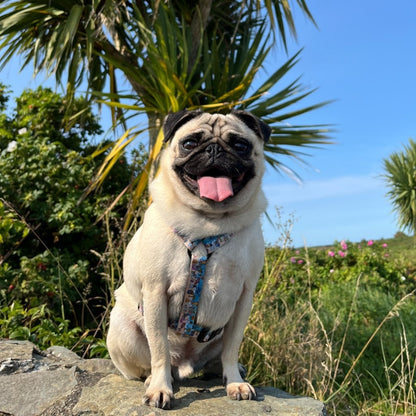 Dog Strap Harness - Sun of a Beach