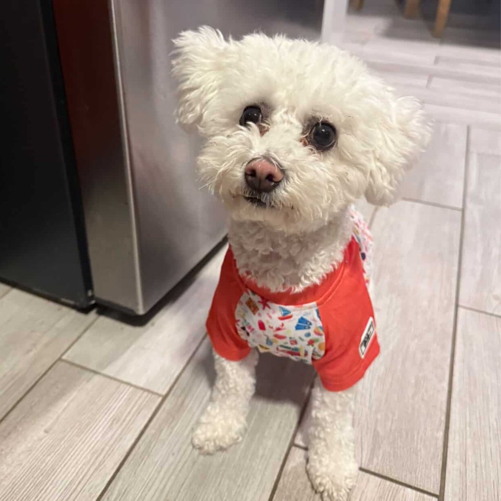 Bichon dog wearing a summer outfit with colorful patterns on a tiled floor.