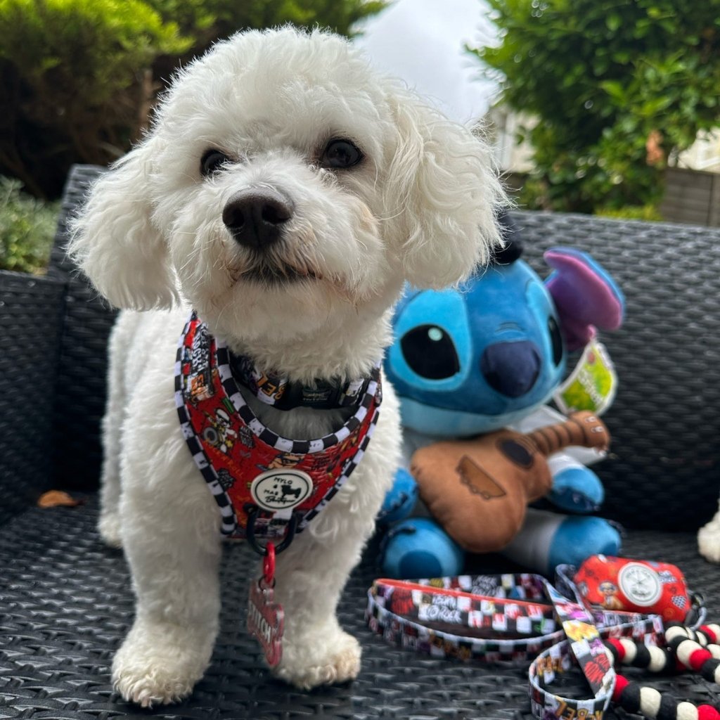 Cavachon dog wearing a colourful harness with a toy resembling a character from a popular animated movie on a patio.