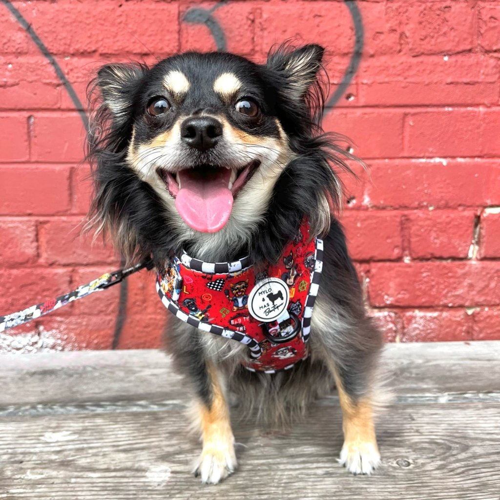 Small chihuahua dog wearing a red harness with a pattern, sitting on a wooden bench against a red brick wall.