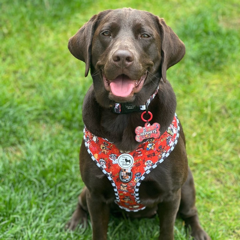 Chocolate labrador dog wearing a red harness with cartoon characters on grass