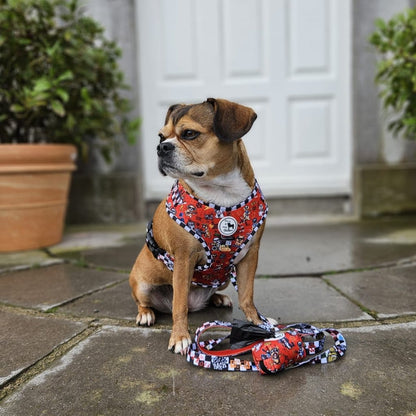 Dog wearing a colourful harness and leash set on a stone patio.