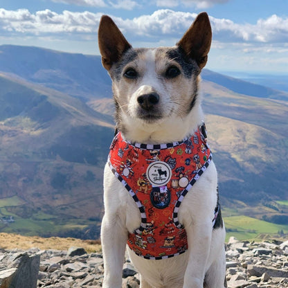 Dog wearing a colorful harness with a mountainous landscape in the background