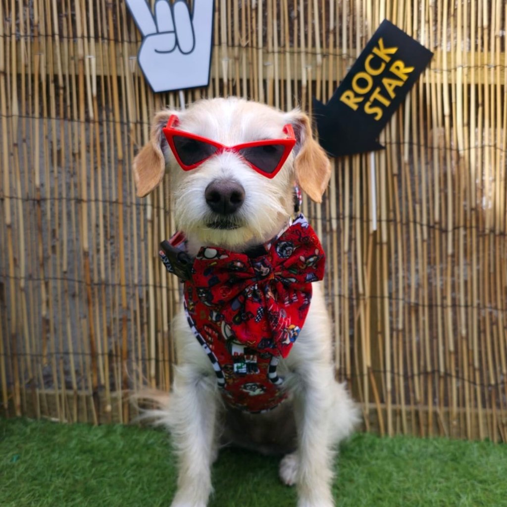 Dog wearing red sunglasses and a bow tie with a 'Rock Star' sign in the background