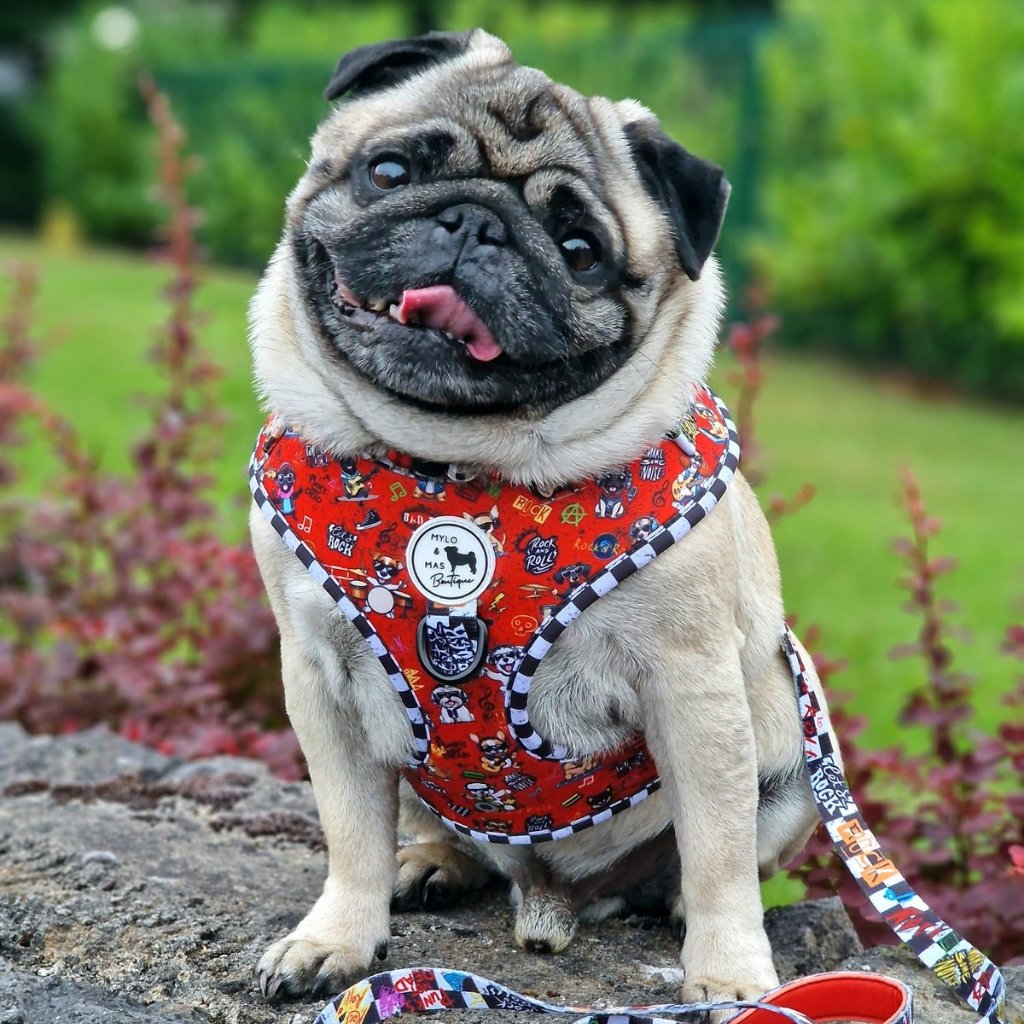 Pug wearing a rock themed harness and leash in an outdoor setting