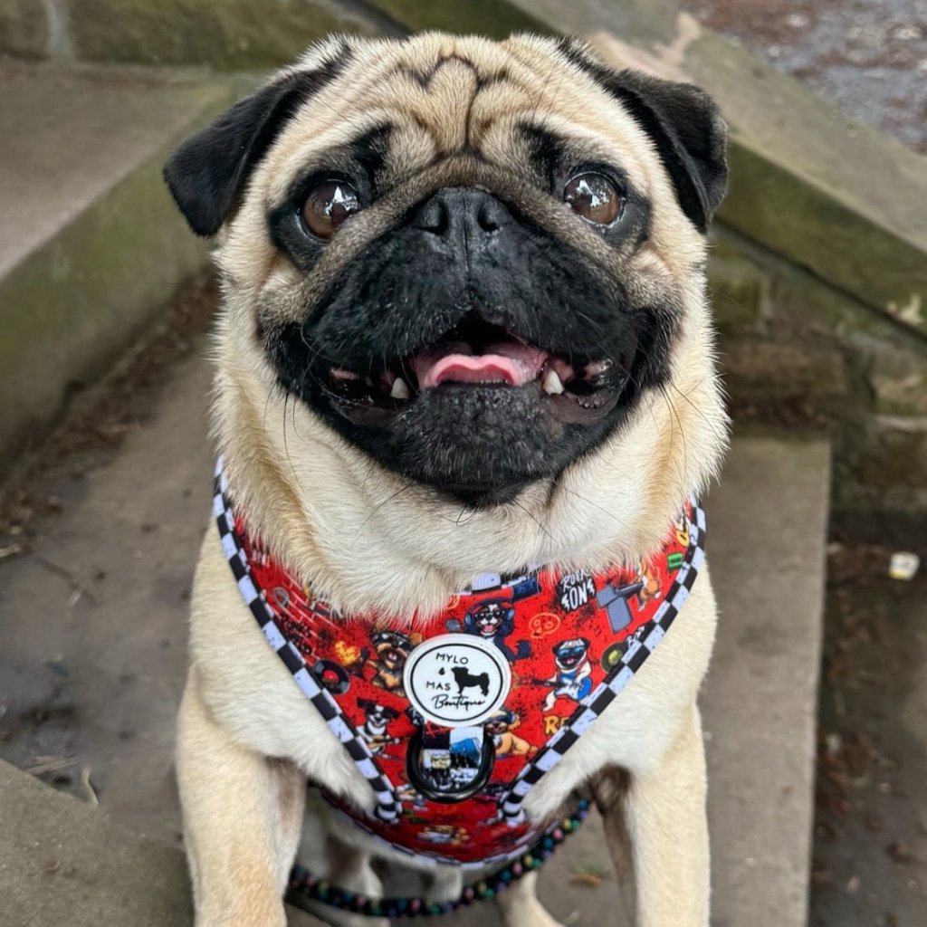 Pug wearing the Bone Jovie punk rock dog harness with black hardware.