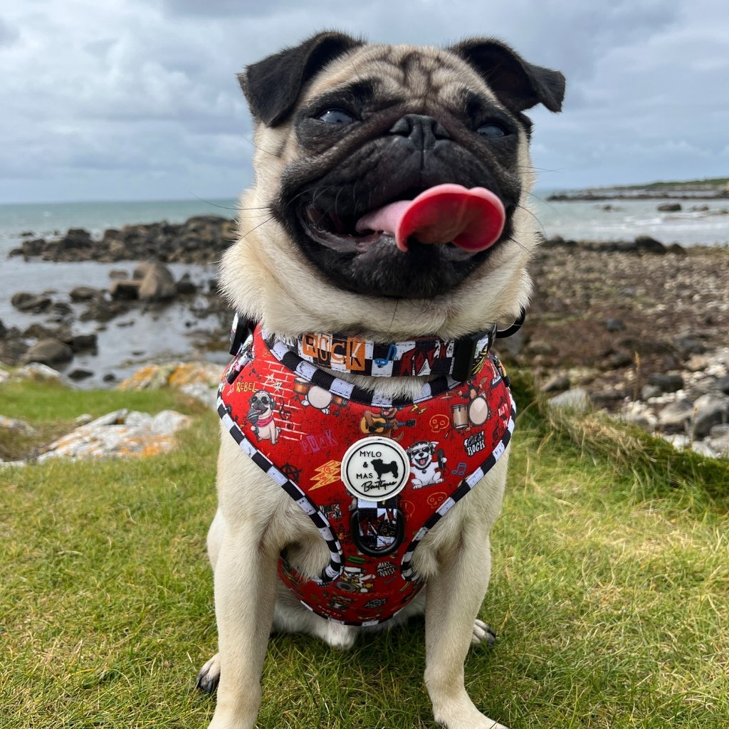 Pug wearing a red harness with a patterned design, sitting on grass with a coastal background.