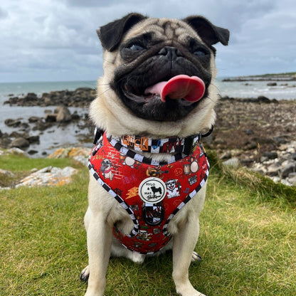 Pug wearing a red harness with a patterned design, sitting on grass with a coastal background.