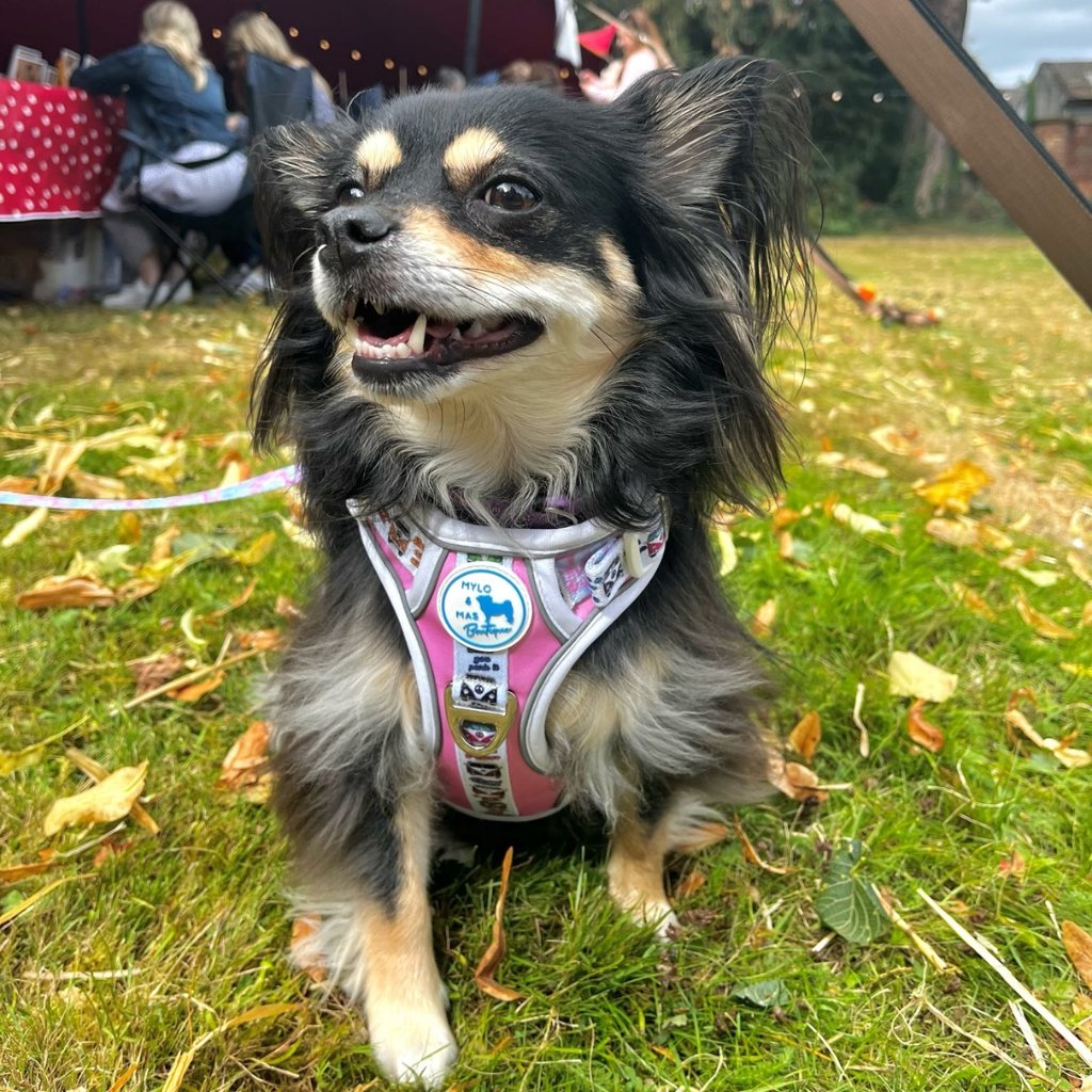 Mighty Hounds™ Dog Harness - Hippie Van Life