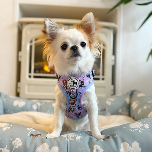Dog Adjustable Harness - Oh My Chihuahua!