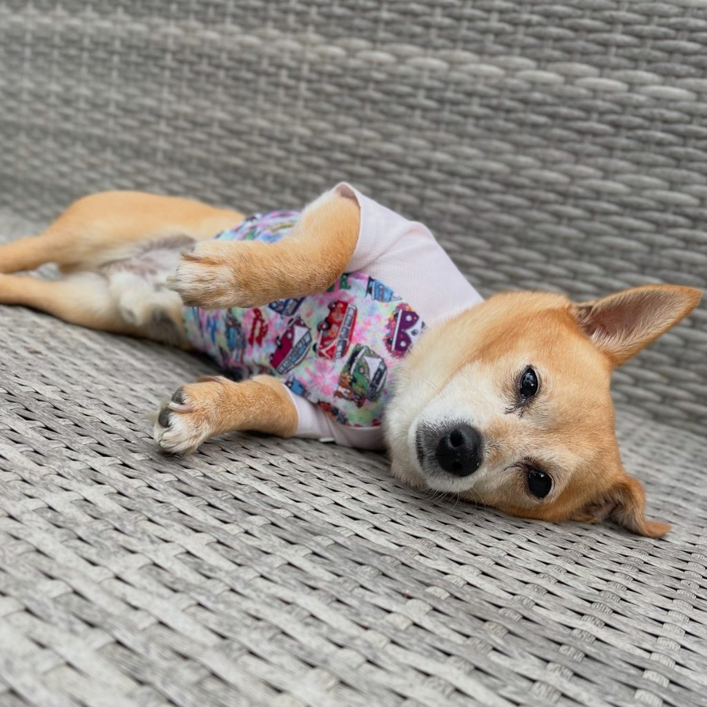 Chi mix wearing a hippie van cooling t-dog shirt outfit lying on a textured surface