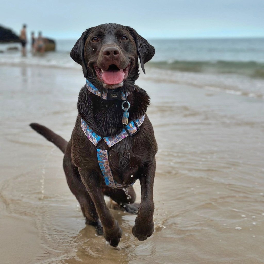 Action shot of a chocolate labrador wearing our beach themed strap dog harness in size L.