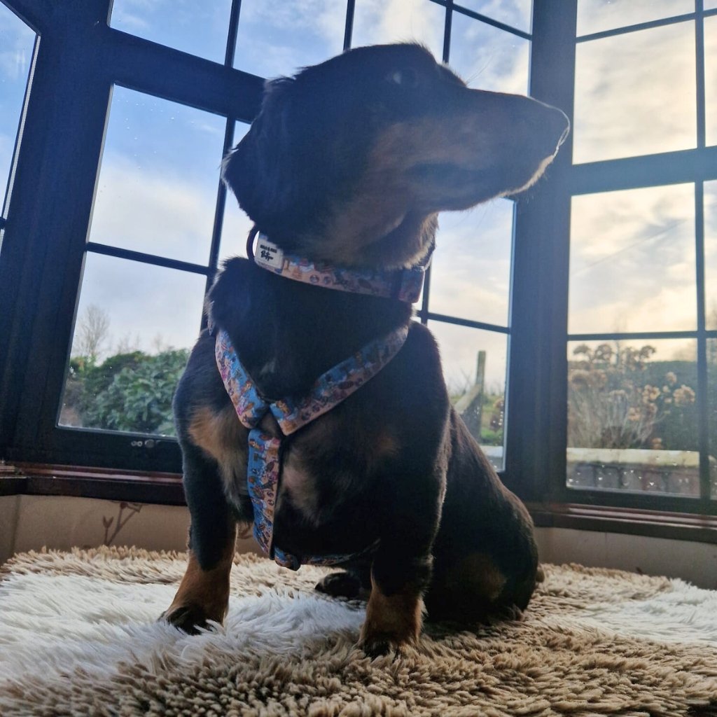 Sausage dog modelling our Sun of a Beach strap harness in size S.