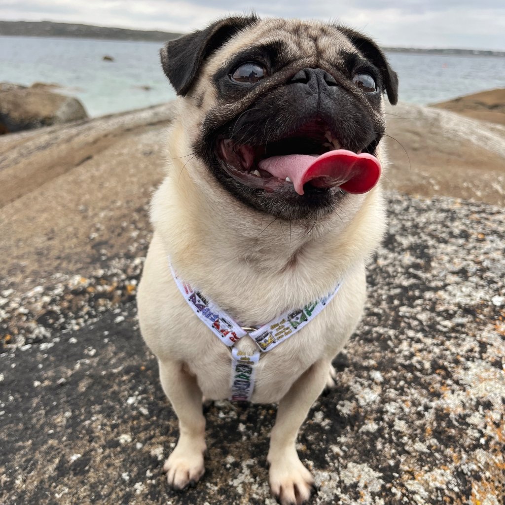 Dog Strap Harness - Hippie Van Life