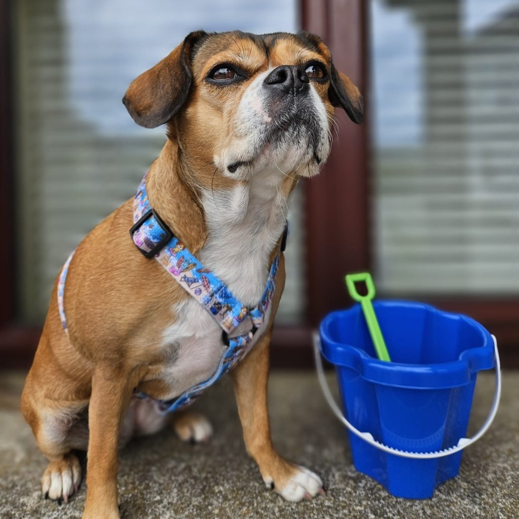 Frenchie/cavalier cross modelling our beach themed strap harness in size M.