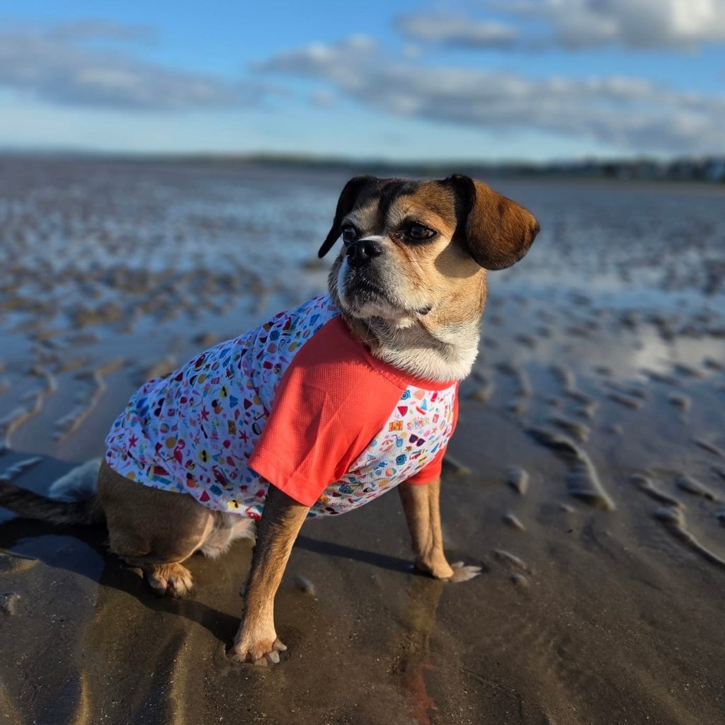 Dog wearing a colorful cooling shirt on a beach with a blue sky and clouds in the background