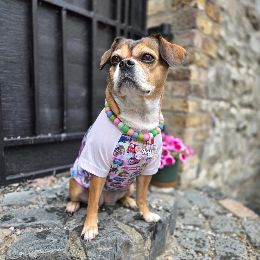 Frenchie/cavalier mix wearing a colourful shirt with hippie vans on it and felt ball necklace standing on a stone surface with a brick wall in the background.