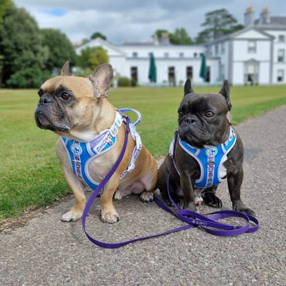 Mighty Hounds™ Dog Harness - Hippie Van Life