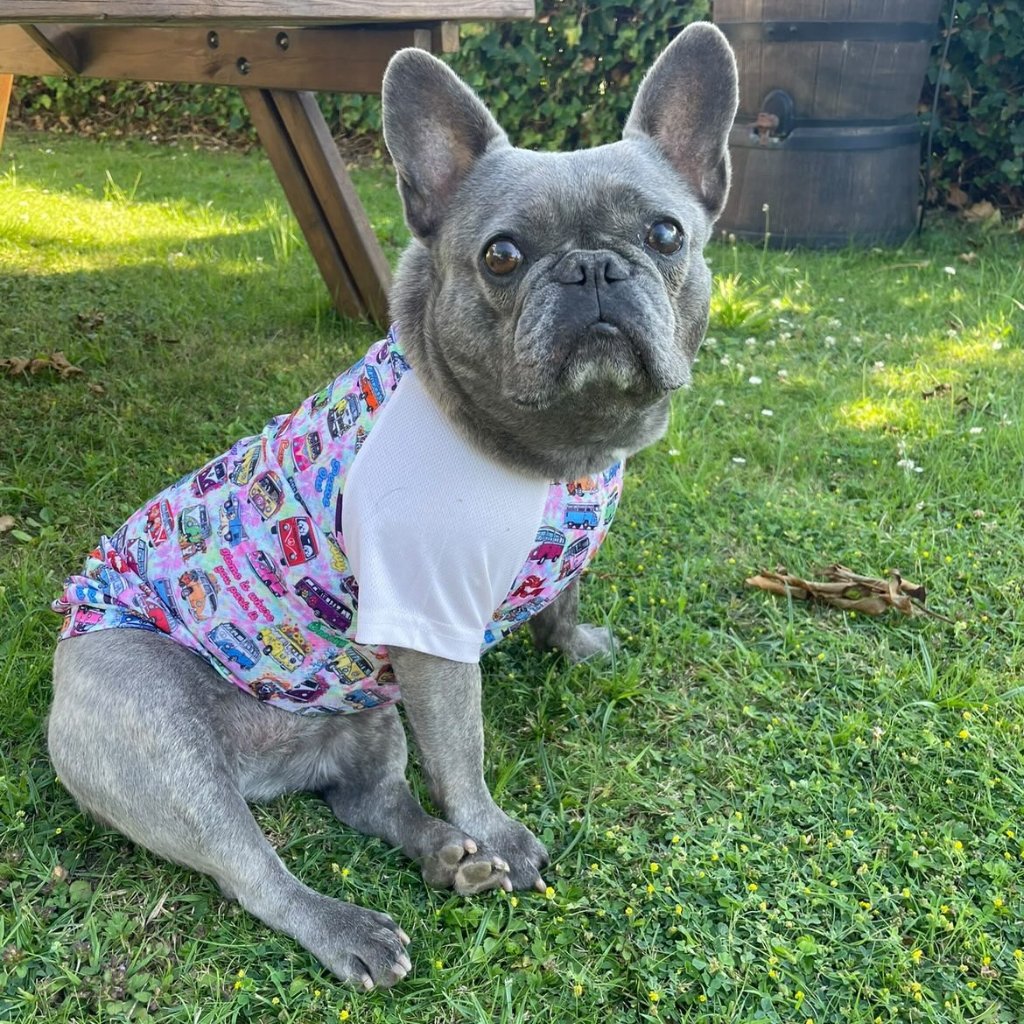 French Bulldog in a Mylo and Mas cooling tee, looking cool and comfy on a hot day.