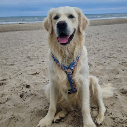 Golden retriever on the beach wearing our beach themed strap dog harness in size L.