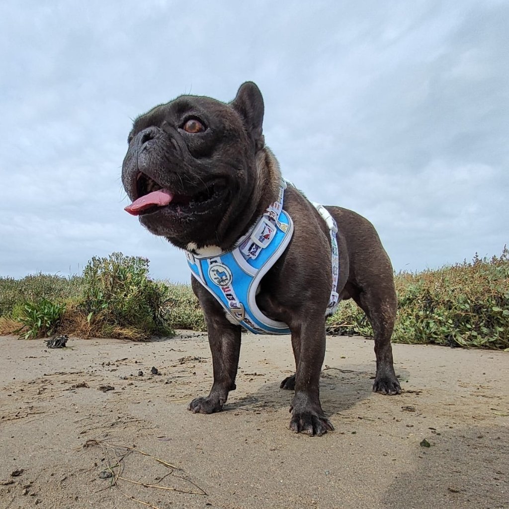 Mighty Hounds™ Dog Harness - Hippie Van Life