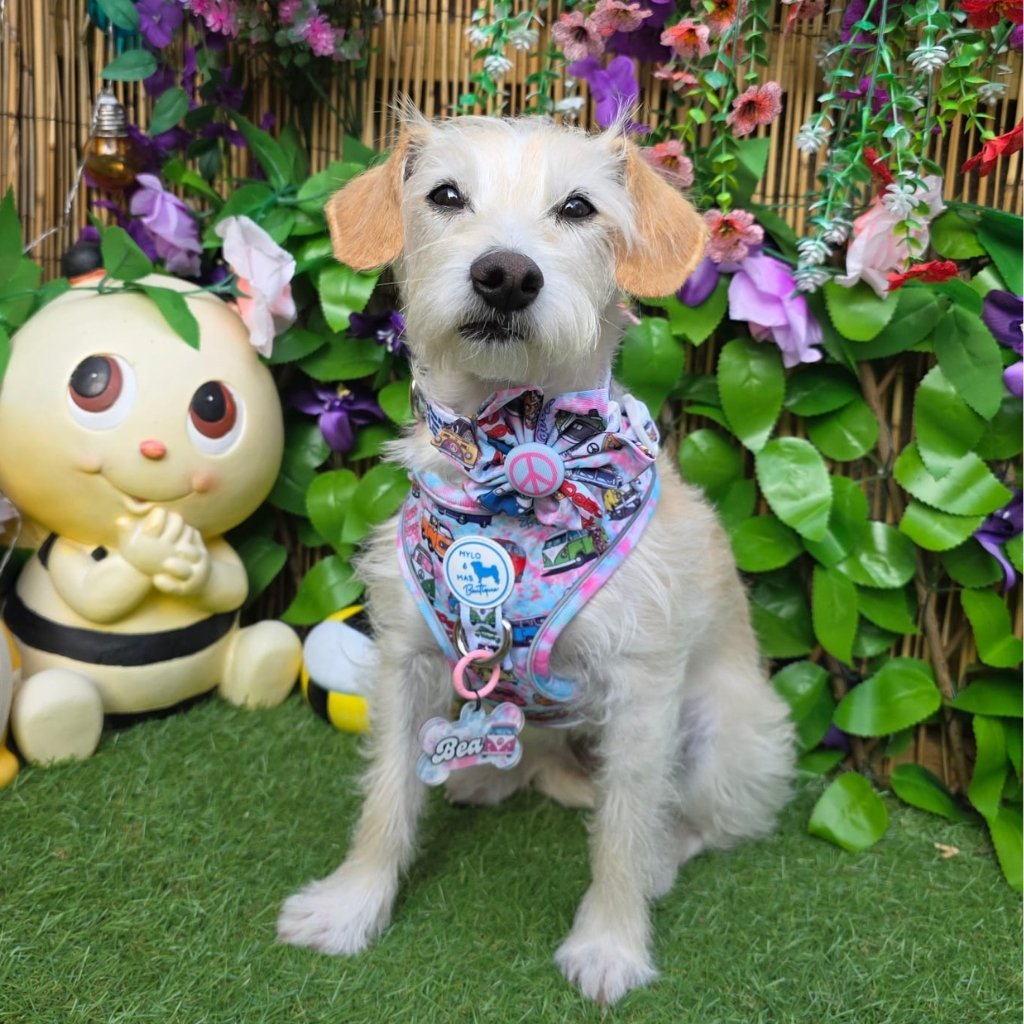 Dog Adjustable Harness - Hippie Van Life