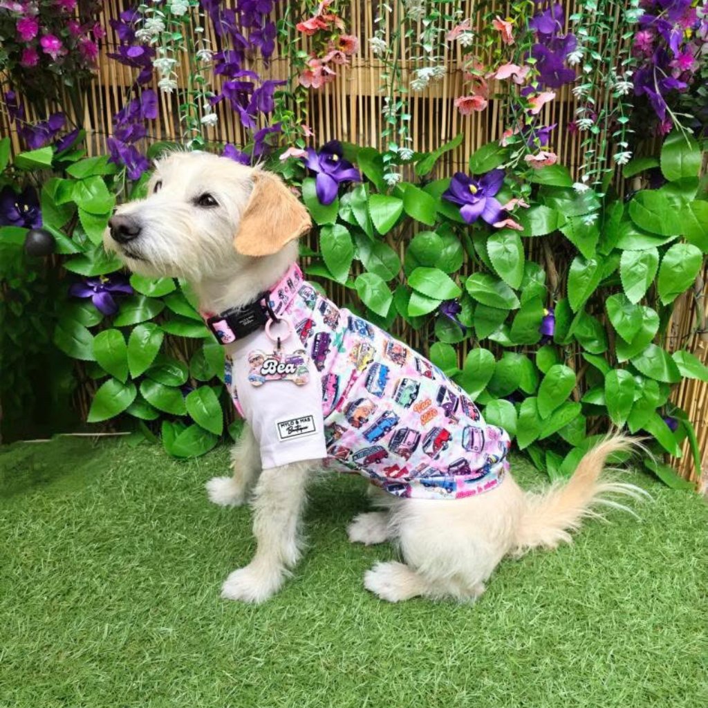 Small Jackapoo dog wearing a lightweight, breathable cooling t-shirt outdoors in summer.