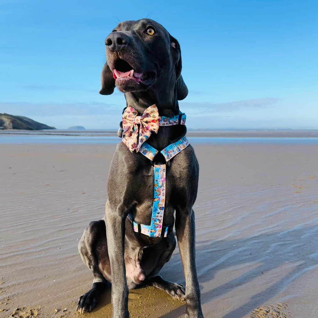 Large dog wearing our beach themed strap dog harness in size L and matching collar and bow.
