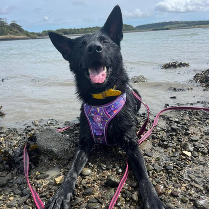 Mighty Hounds™ XL Dog Harness - Level Pup