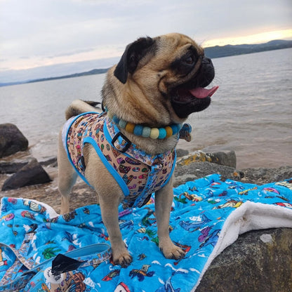 Pug on the beach modelling our Sun of a Beach collection - strap harness in size S, cooling vest in size L, matching pom necklace and blanket.