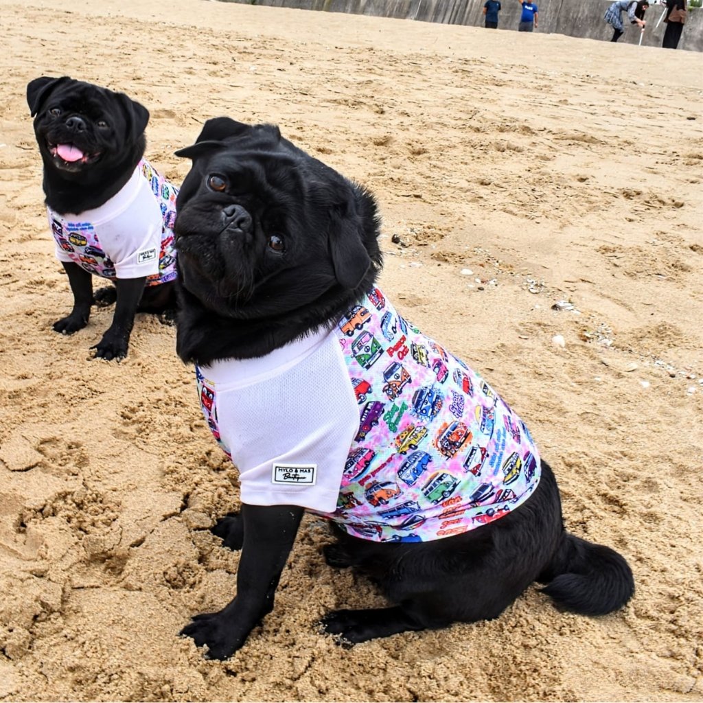 Two pugs on the beach wearing cooling gear and living their best summer life.
