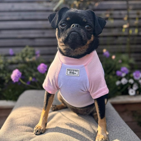 Small pug mix dog wearing a white T-shirt with baby pink raglan sleeves.