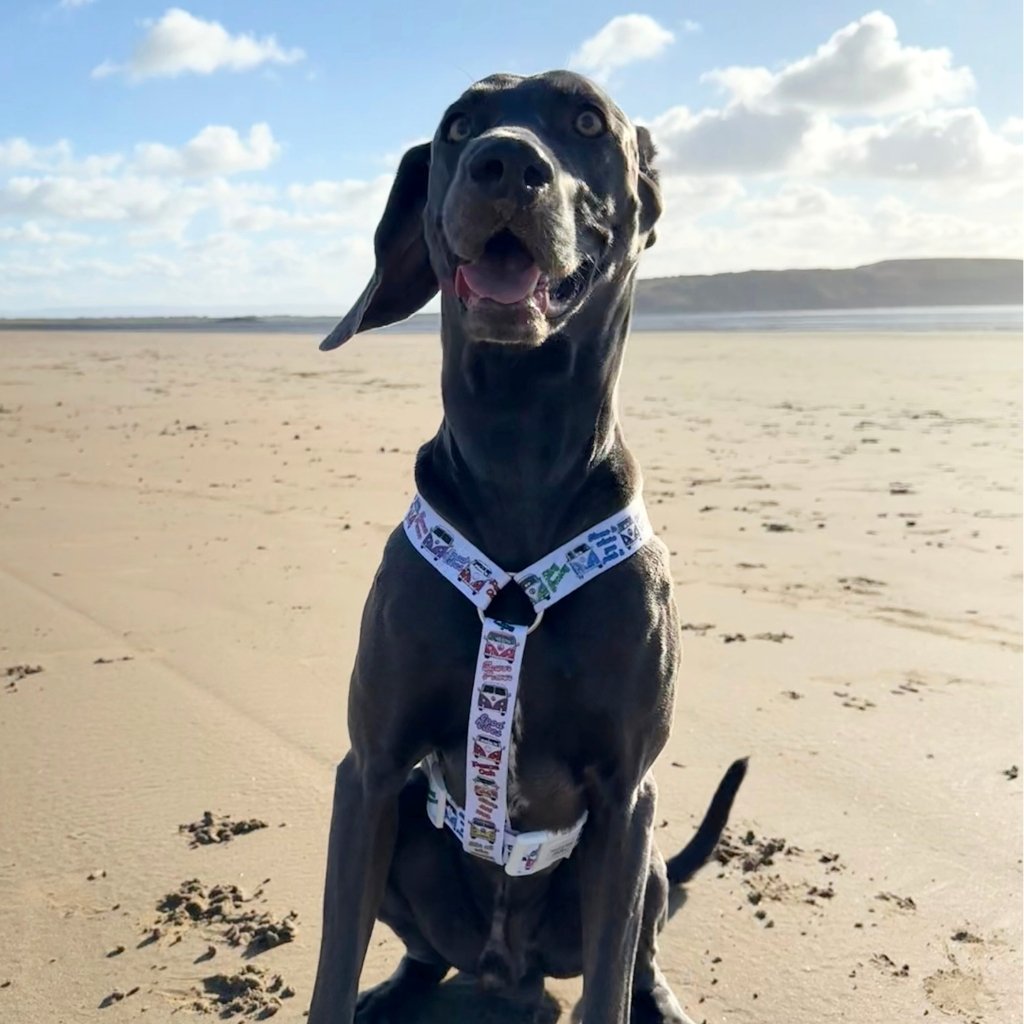 Dog Strap Harness - Hippie Van Life