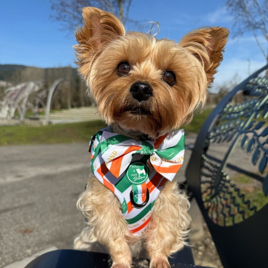 Dog Adjustable Harness - Legends of Éire